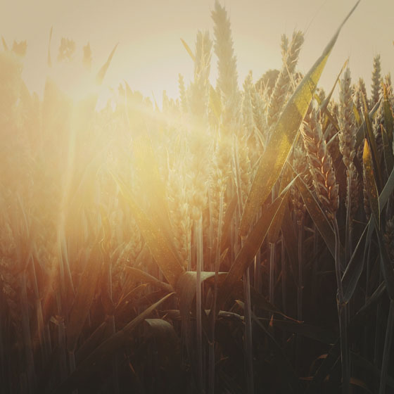 rural-landscapes-iphone-photos-8