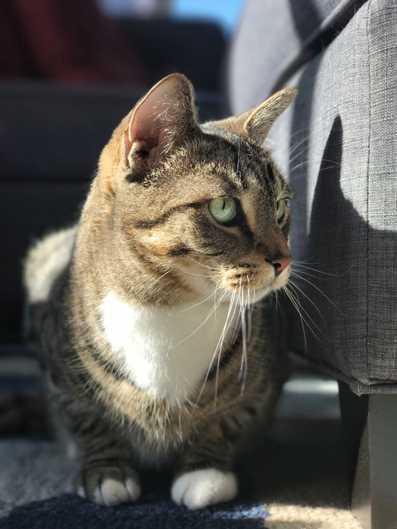 18+ Can You Blur Background On Iphone Pictures Pics Hutomo