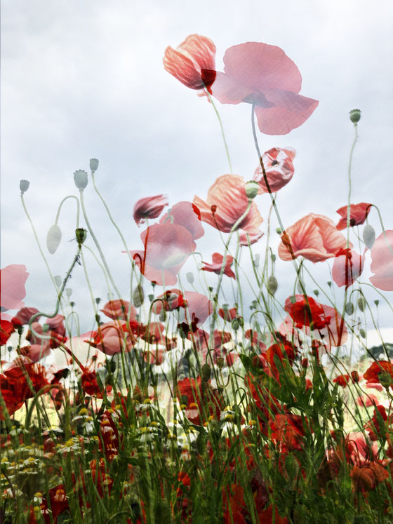 Apps that turn photos into drawings 13